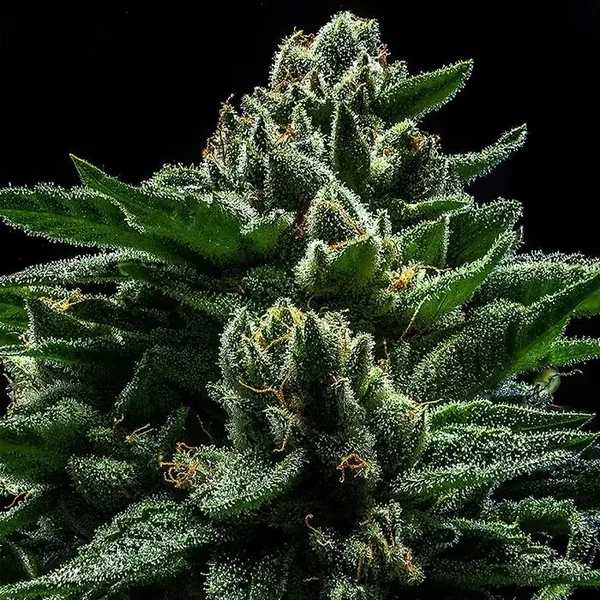 DO-G Fem / Ripper Seeds