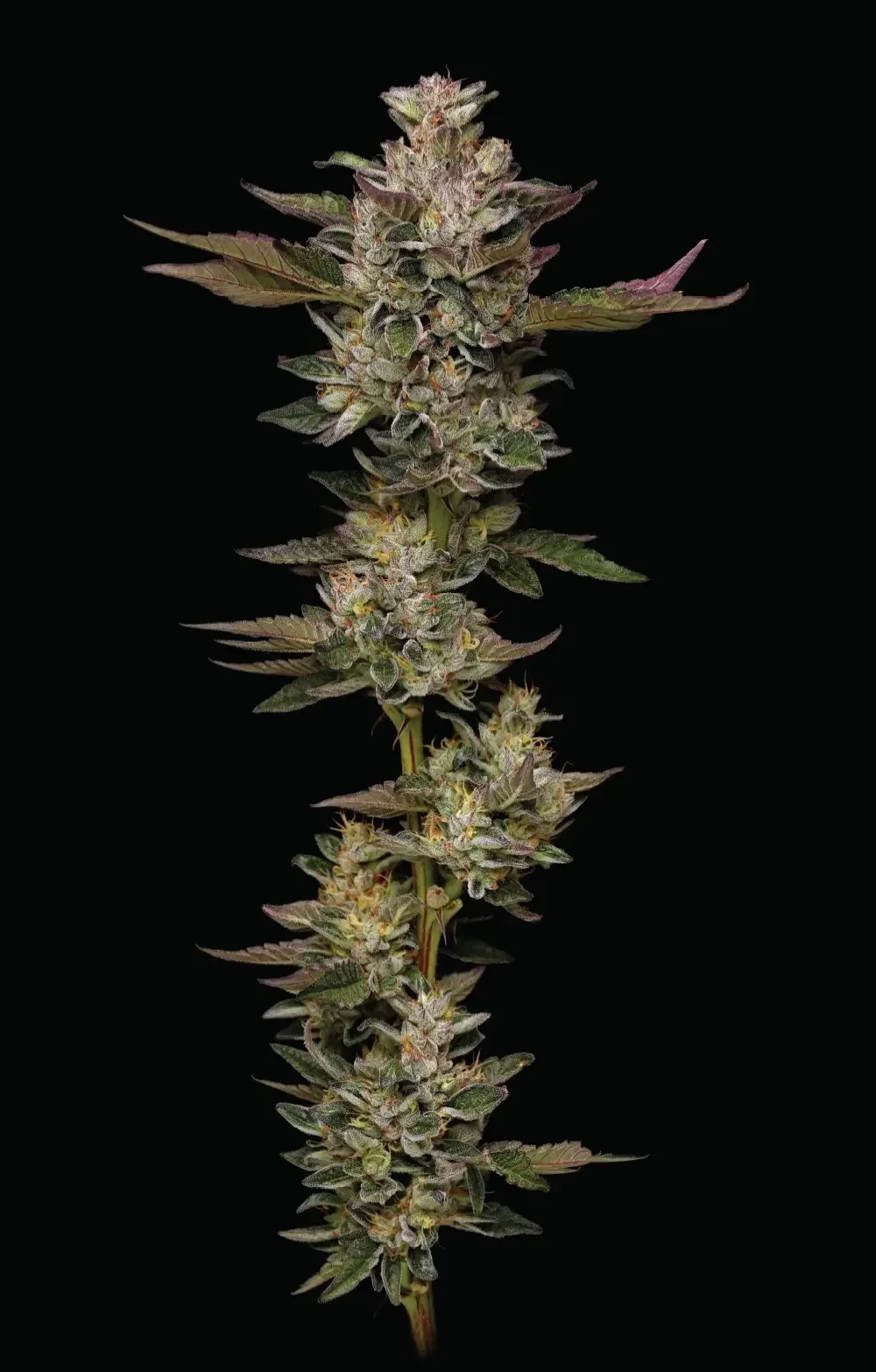 Donutz Fem / Humboldt Seed Company