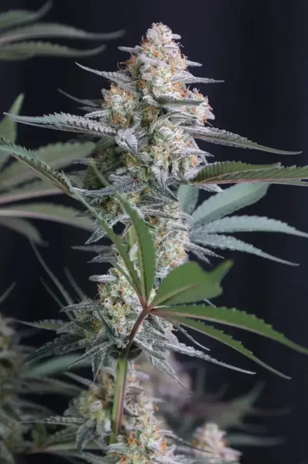 Lemon Tree Auto / 420 Fast Buds