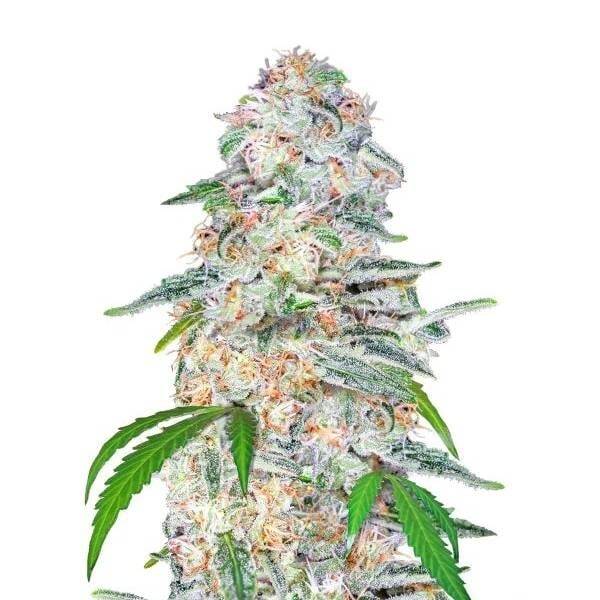 Blue Dream Auto / 420 Fast Buds