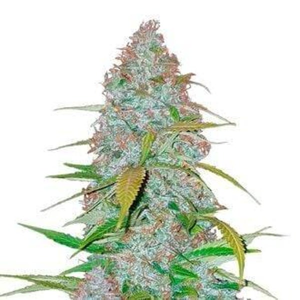 Californian Snow Auto / 420 Fast Buds