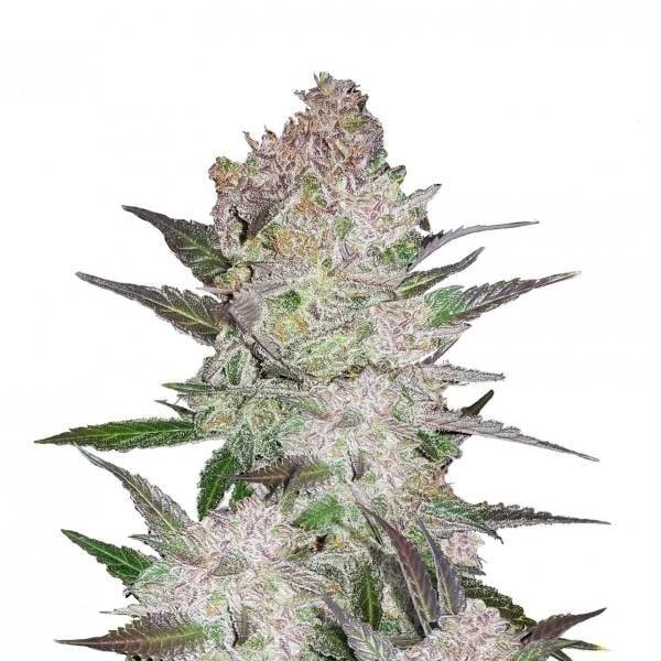 Cream Cookies Auto / 420 Fast Buds