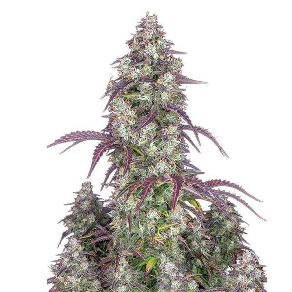 Lemon Pie Auto / 420 Fast Buds