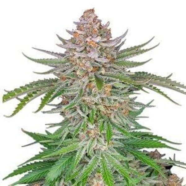 Strawberry Pie Auto / 420 Fast Buds