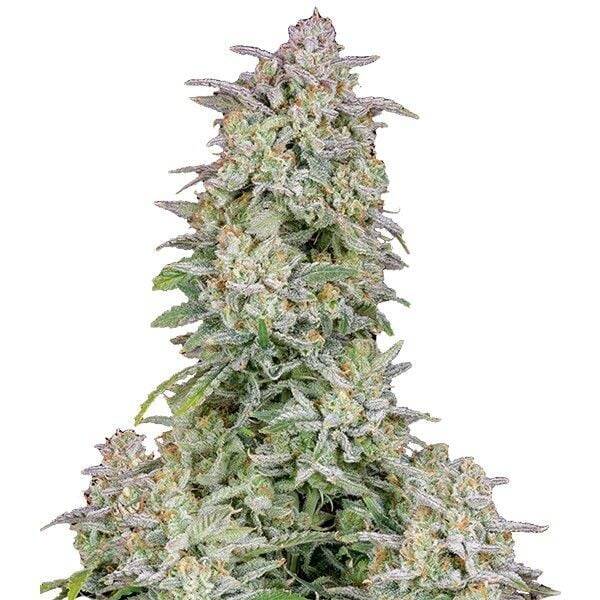 Forbidden Runtz Auto / 420 Fast Buds