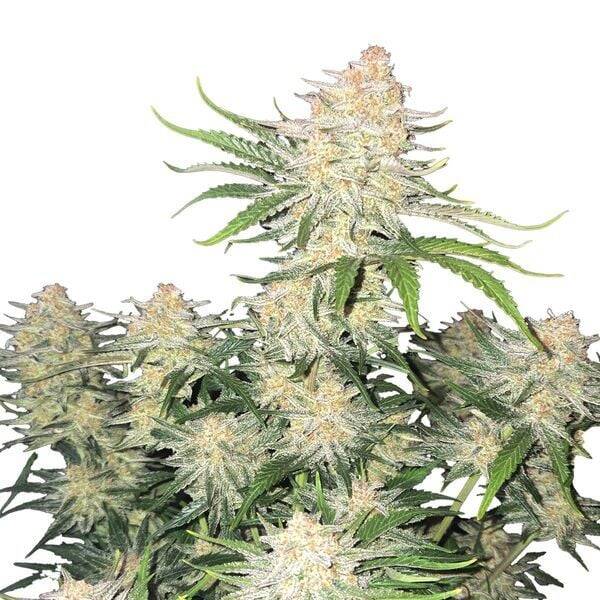 Frostbanger Auto / 420 Fast Buds