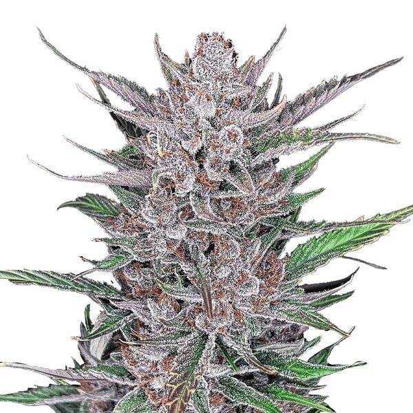Gorilla Punch Auto  / 420 Fast Buds