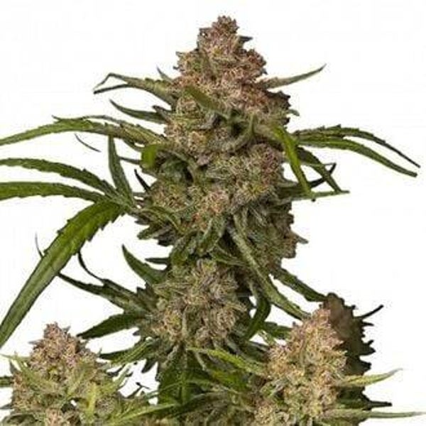 Quava Auto / 420 Fast Buds