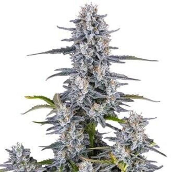 Super Boof Auto / 420 Fast Buds