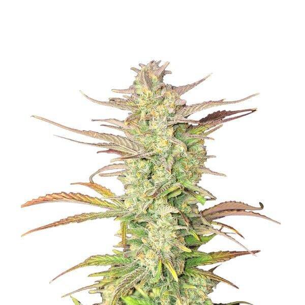 Z-UP Auto / 420 Fast Buds