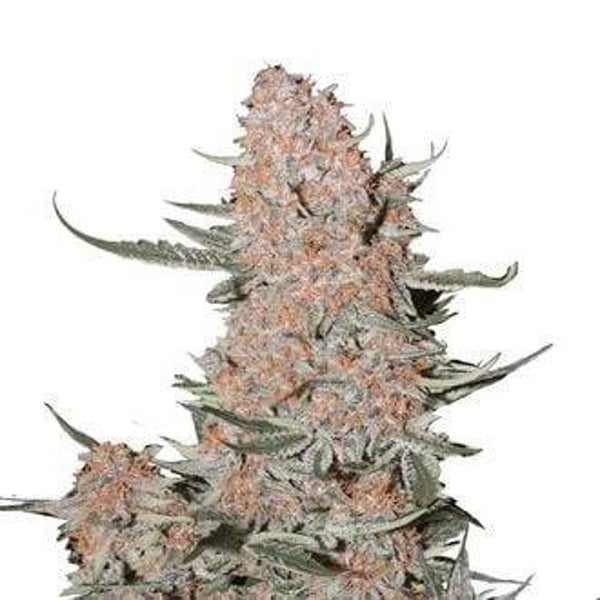 Ztrawberriez Auto / 420 Fast Buds