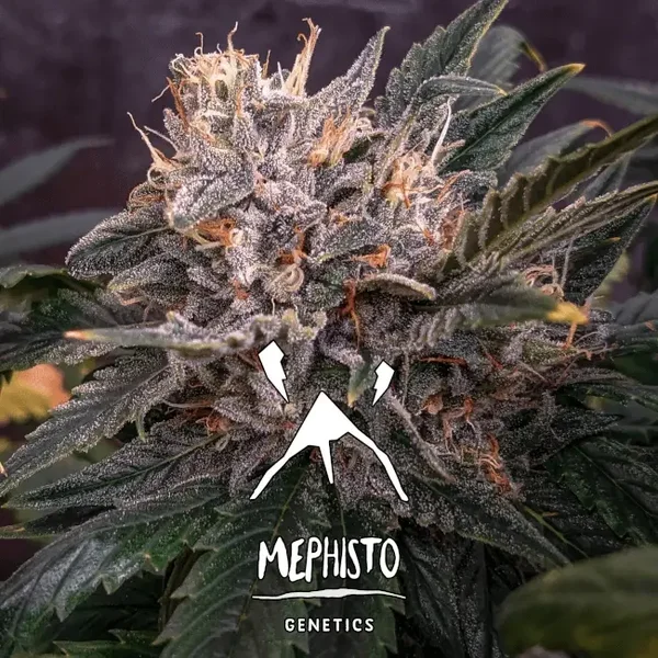 Mephisto Genetics / Forgotten Cookies  Auto 3 Seeds