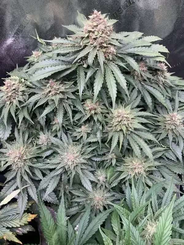 Mephisto Genetics / Forgotten Strawberries Auto  3 Seeds