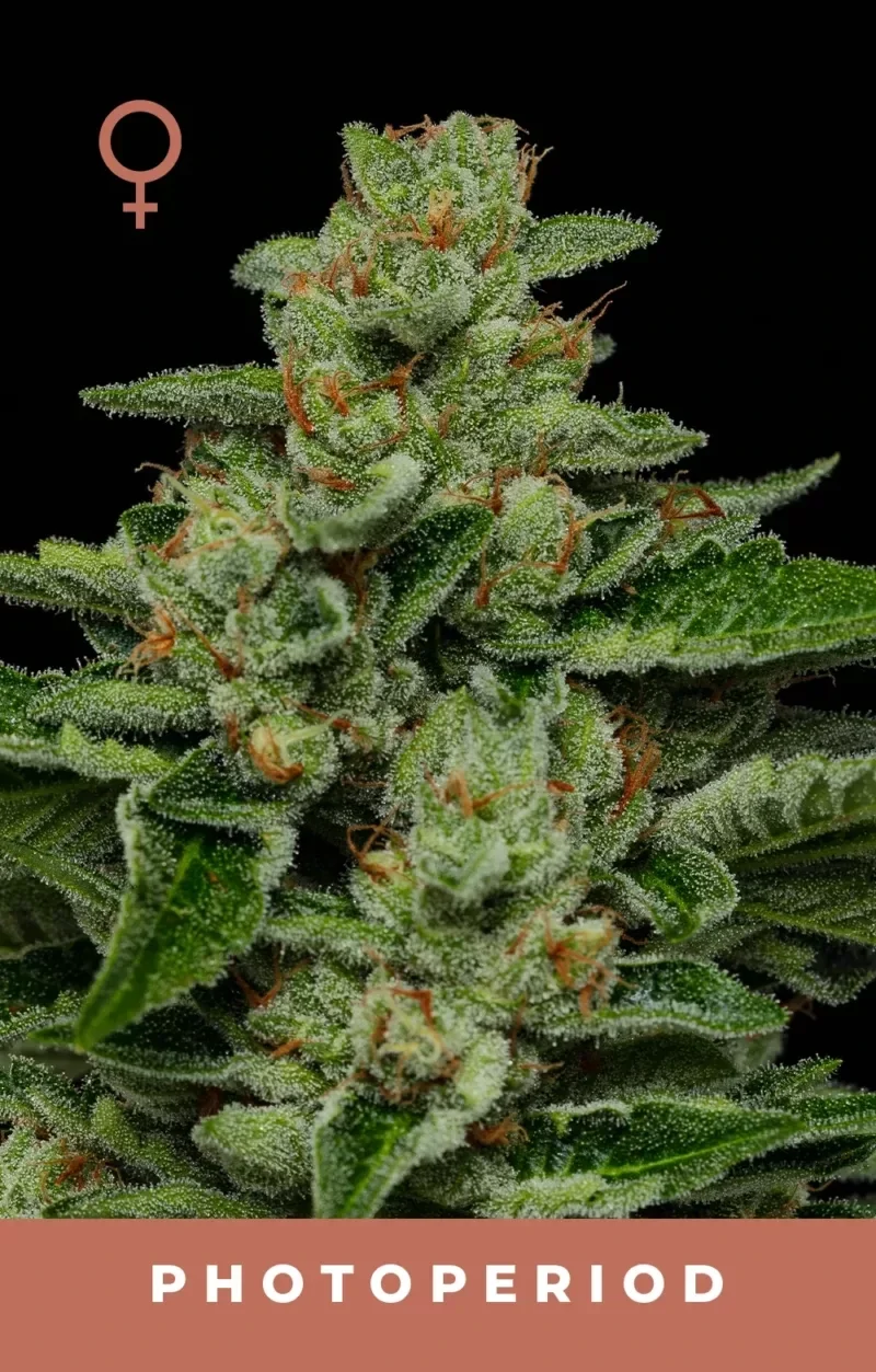 Humboldt Seed Company / Fortune Cookie Fem Seeds