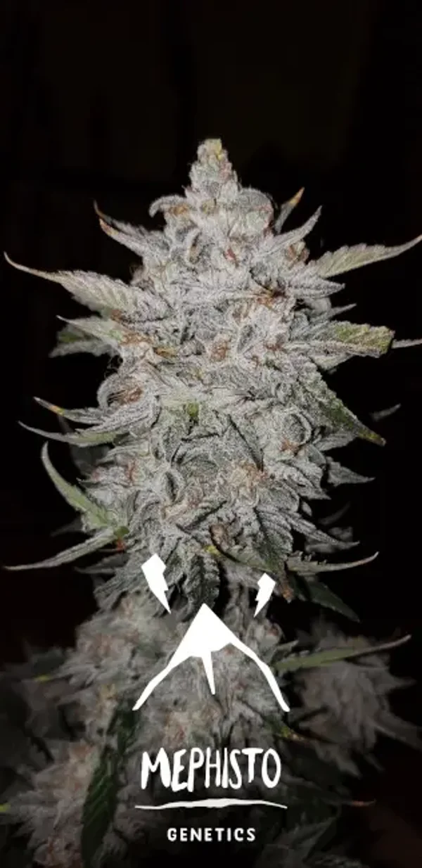 Mephisto Genetics / Forum Stomper 3 Seeds