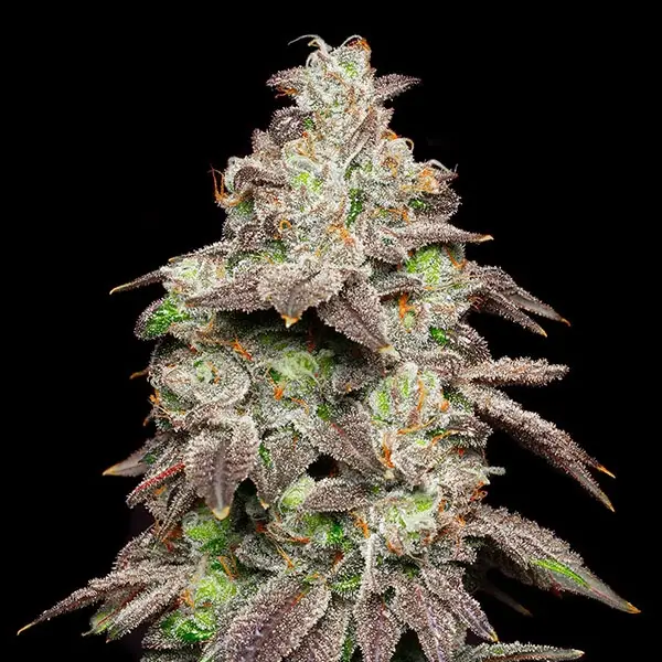 Fried Banana / Cookies Seeds