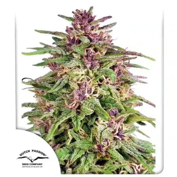 Frisian Dew Fem / Dutch Passion Seeds