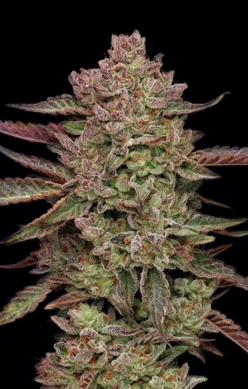 Humboldt Seed Company / Gazzurple Fem Seeds