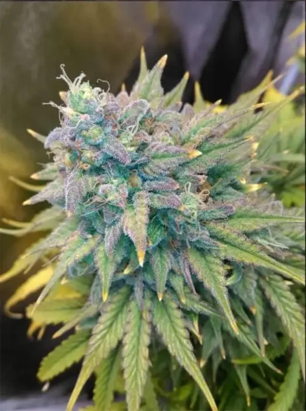 Mephisto Genetics / Gold Glue Auto 3 Seeds