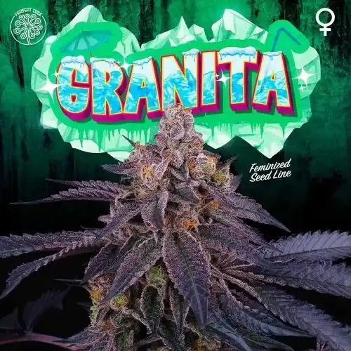 Perfect Tree Granita Fem 6 Seeds