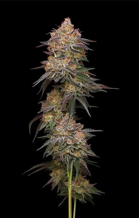 Granny Candy Fem / Humboldt Seed Company