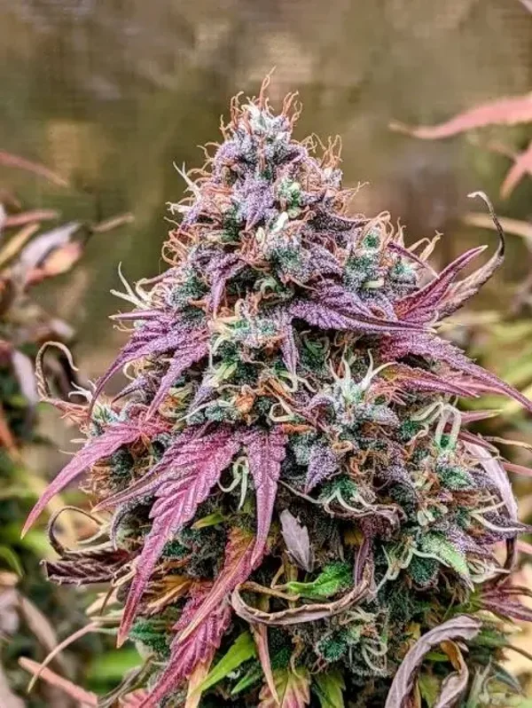 Mephisto Genetics /Grizzly Crinkle  Auto 3 Seeds