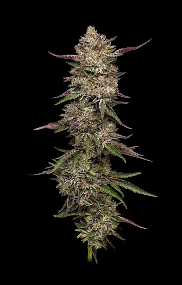 Humboldt Seed Company / Guzzlerz Fem Seeds
