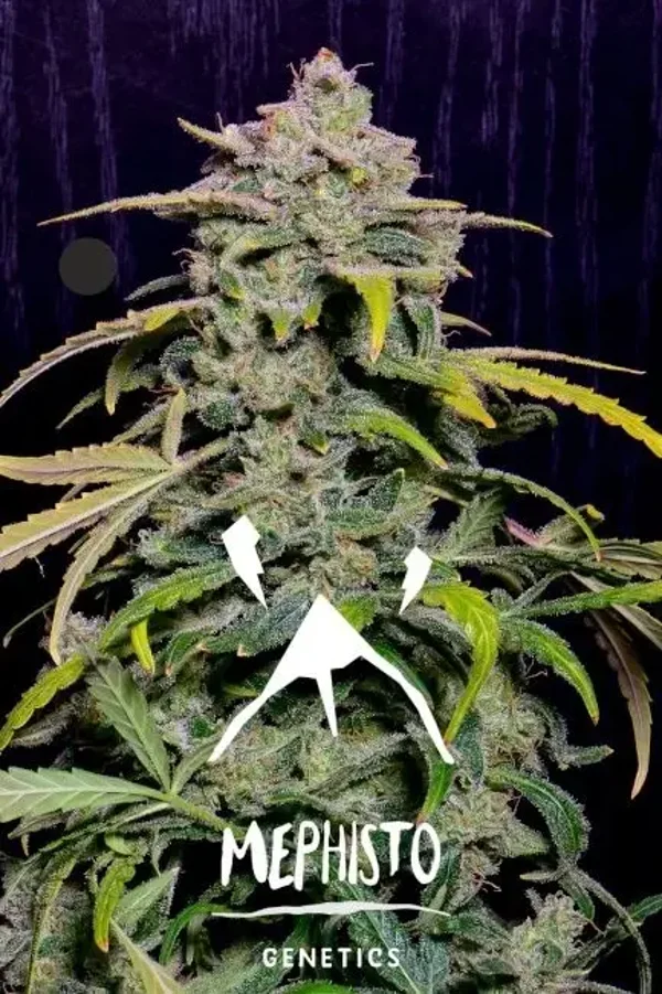Mephisto Genetics / Hubbabubbahaze Auto 3 Fem Seeds