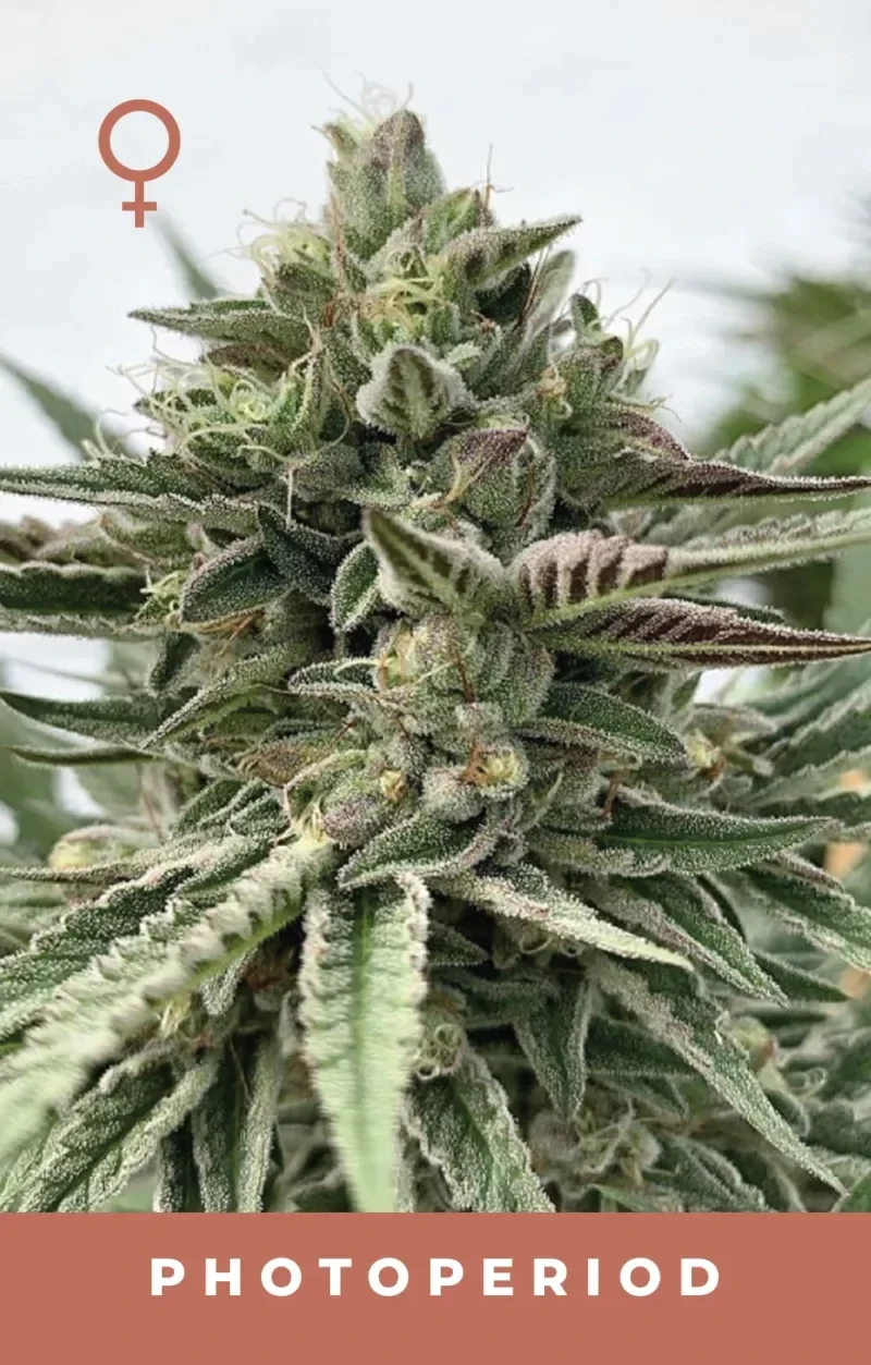 Humboldt Seed Company / Humboldt Pound Cake Fem Seeds