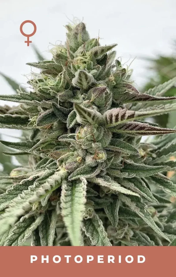 Humboldt Seed Company / Humboldt Pound Cake Fem Seeds