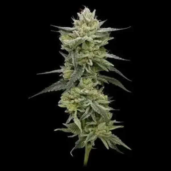 Hella Jelly Fem / Humboldt Seed Company