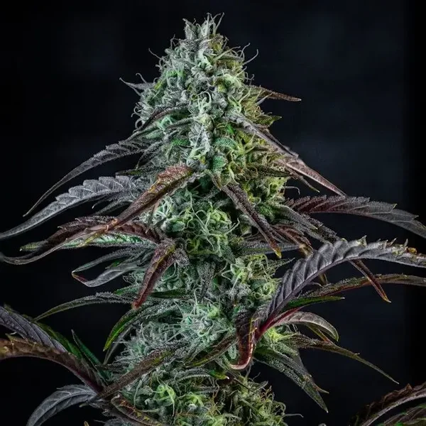 Mephisto Genetics / Iced `n' Baked Auto 3 Seeds