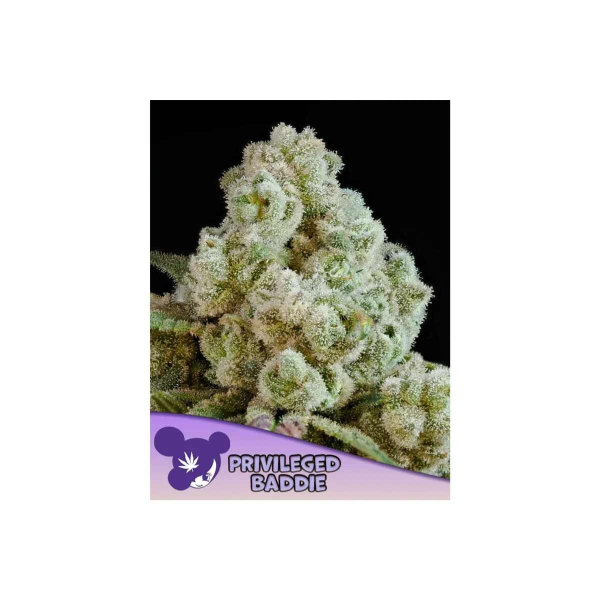 Privileged Baddie Fem. / Anesia Seeds