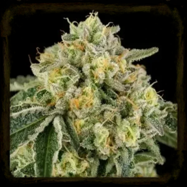 Bowshooter  6 stück / Wizard Trees