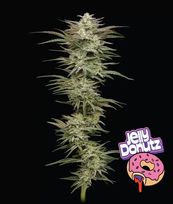 Jelly Donutz Autoflower / Humboldt