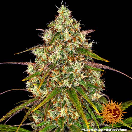 Liberty Haze Fem / Barney`s Farm