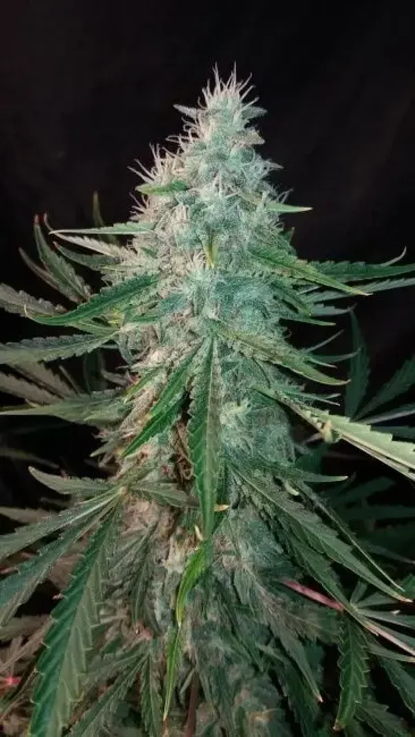 Mephisto Genetics / ManBearAlienPig Auto 3 Seeds