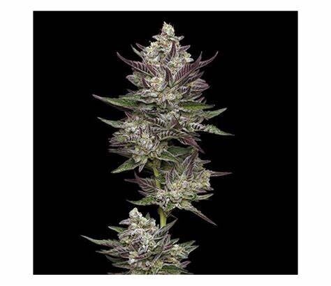 Humboldt Seed Company / Vanilla Creme Pie Fem Seeds