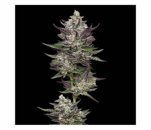 Humboldt Seed Company / Vanilla Creme Pie Fem Seeds