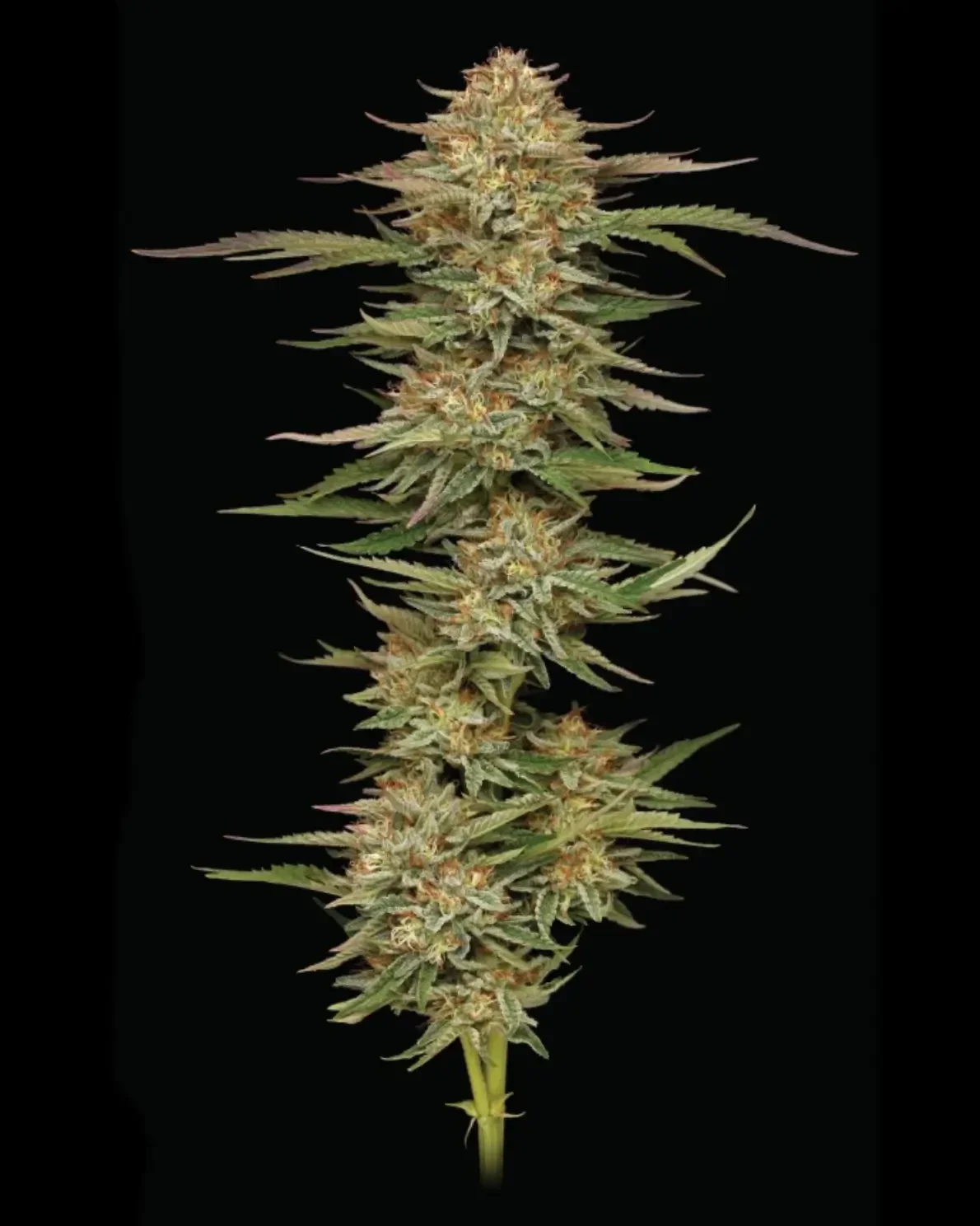 Orange Creampop Fem / Humboldt Seed Company