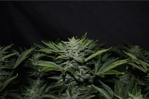 Mephisto Genetics / Orange Diesel  Auto 3 Seeds