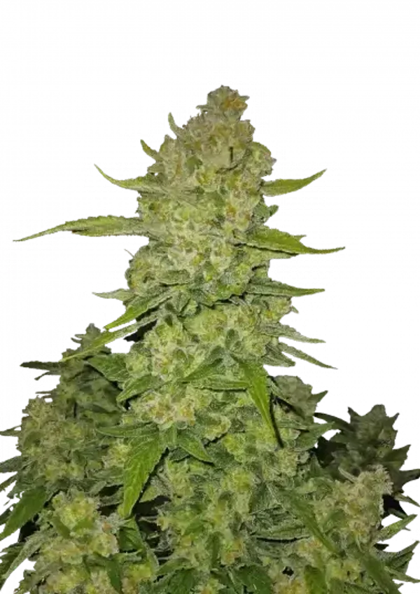 Papaya Cookies Auto / 420 Fast Buds
