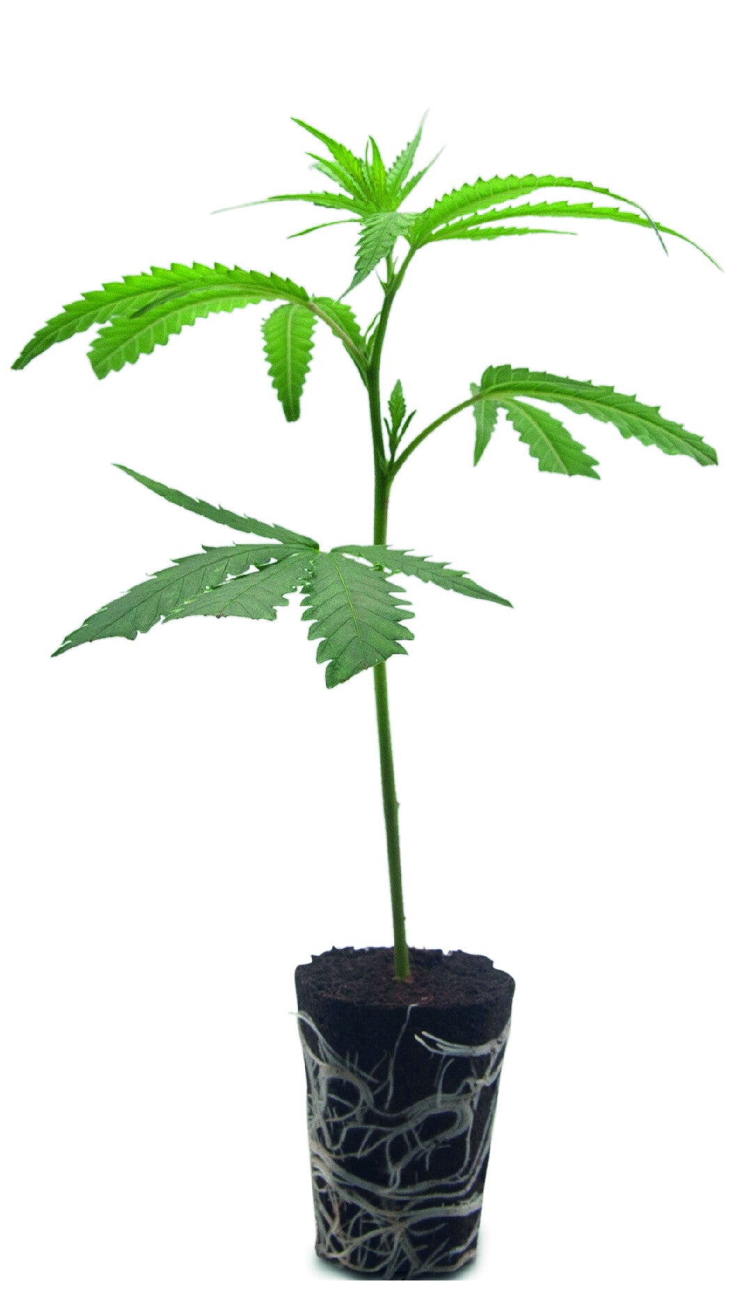 Permanent Marker Steckling