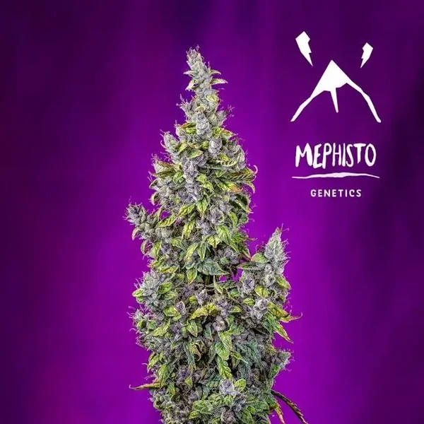 Mephisto Genetics / Pink Panama Auto 3 Seeds