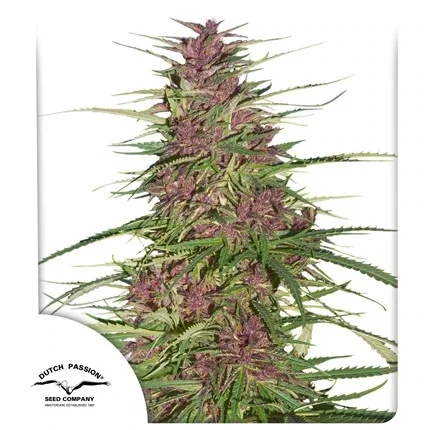 Purple#1 / Dutch Passion Seeds