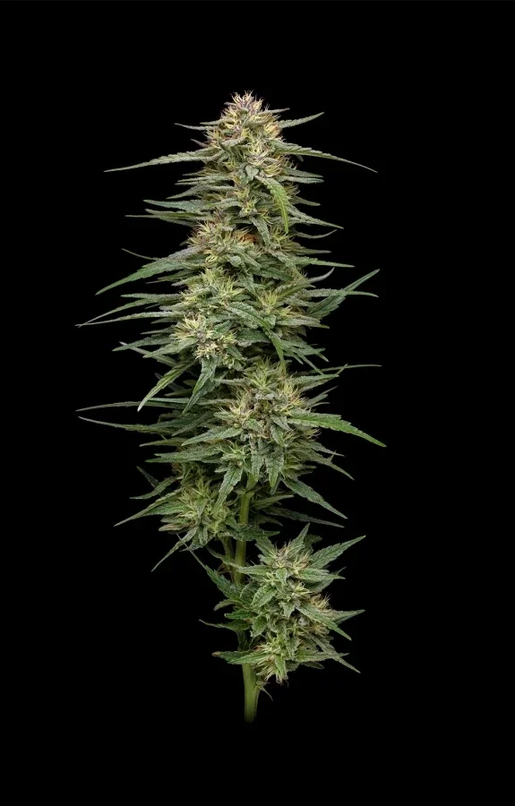 Raspberry Parfait Fem / Humboldt Seed Company