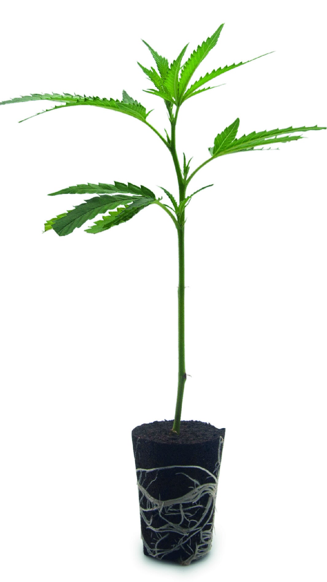 Real Killer Skunk Steckling