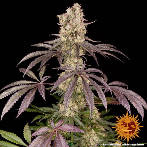 Runtz Muffin Fem / Barney`s Farm