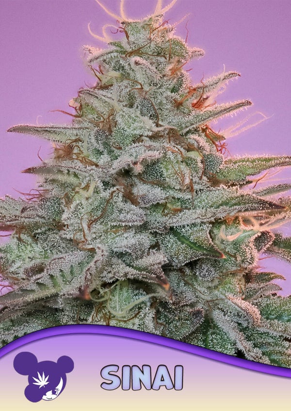 Sinai / Landrassen / Anesia Seeds