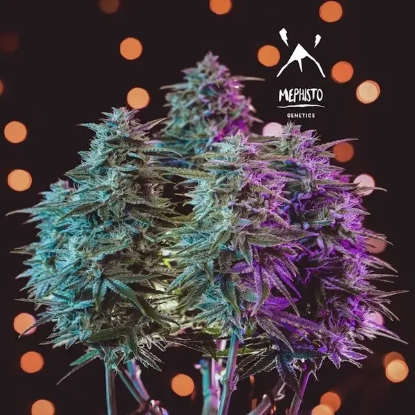 Mephisto Genetics / Sour Stomper Auto  3 Seeds
